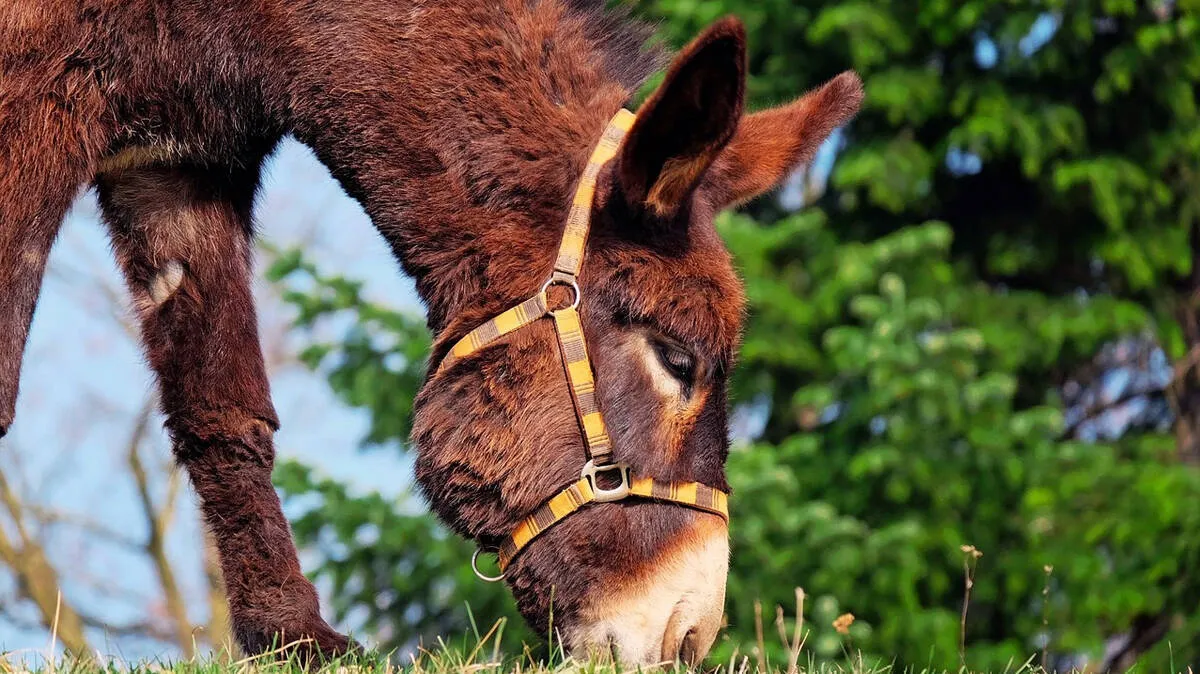 donkey