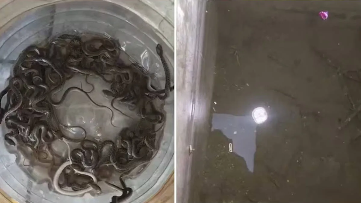 snake