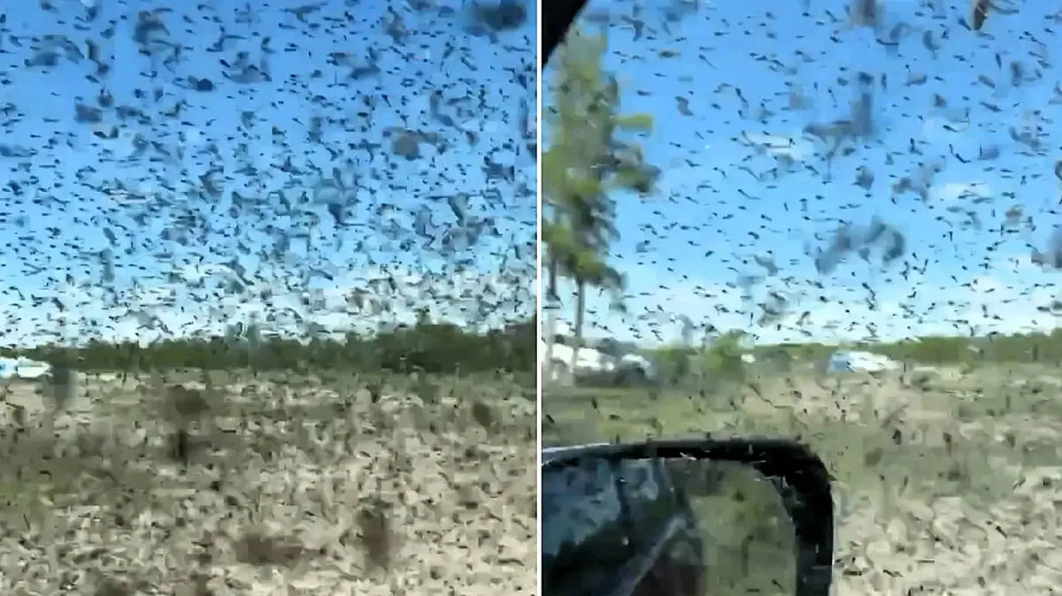 mosquito