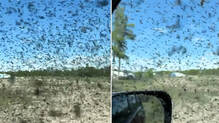 tourists-stranded-in-car-because-massive-mosquito-swarm