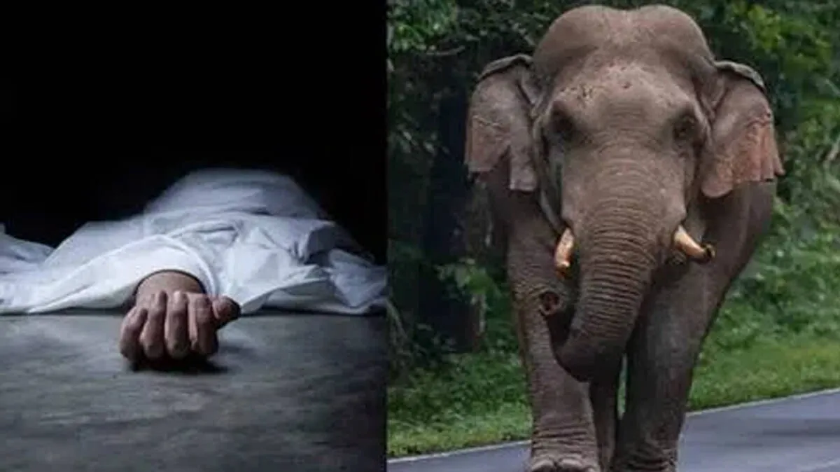 elephant-