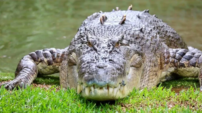 crocodiles