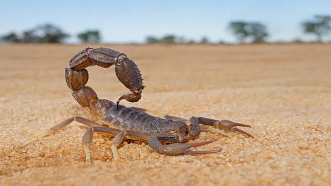 scorpions