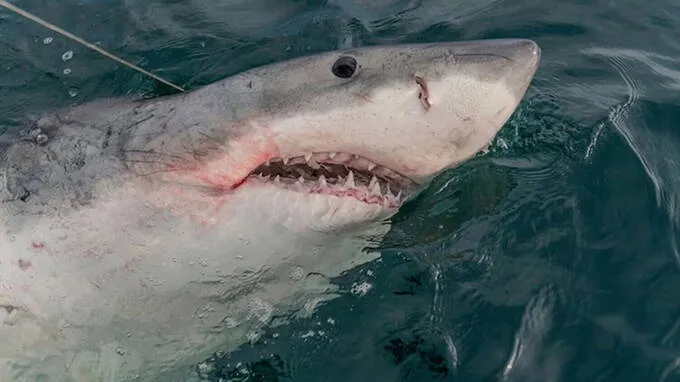 shark-
