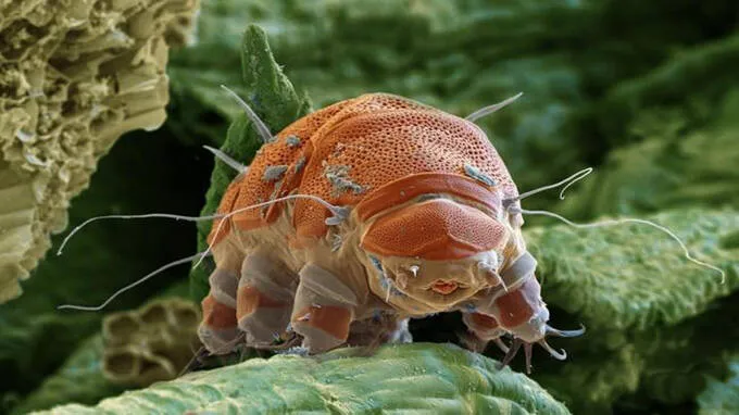 tardigrades