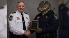 alligator-caught-drunken-man