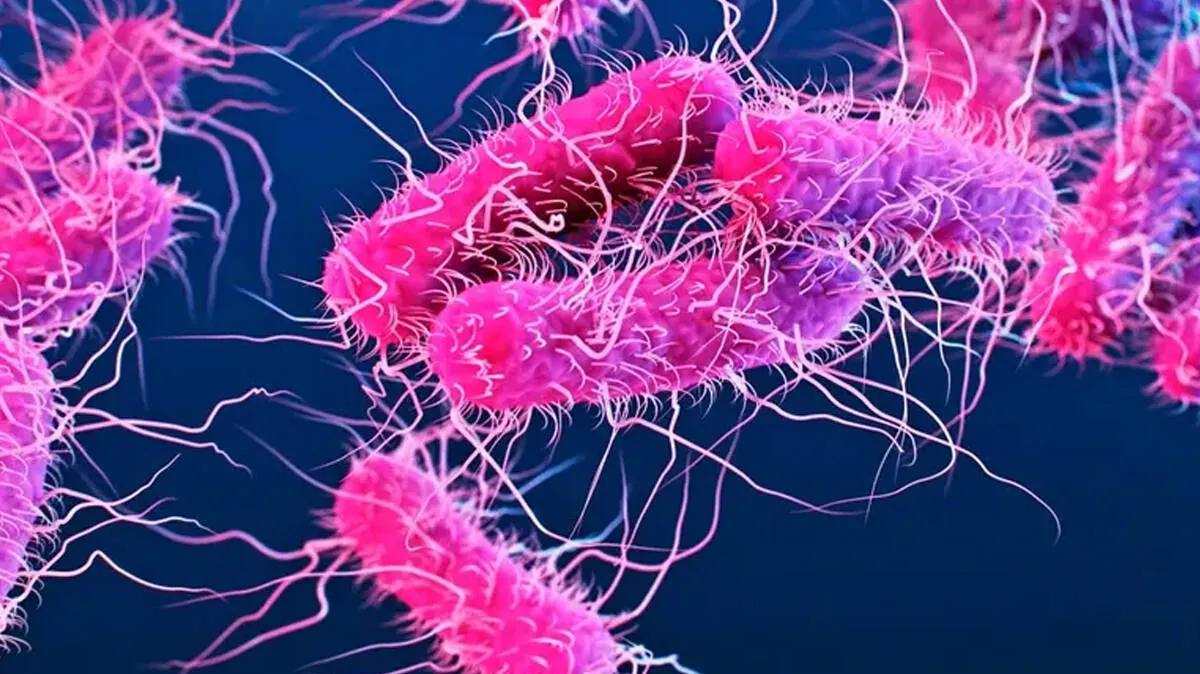 shigella-