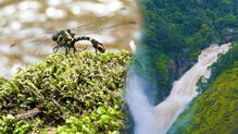 11-new-species-found