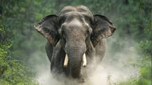 wild-elephant-attack