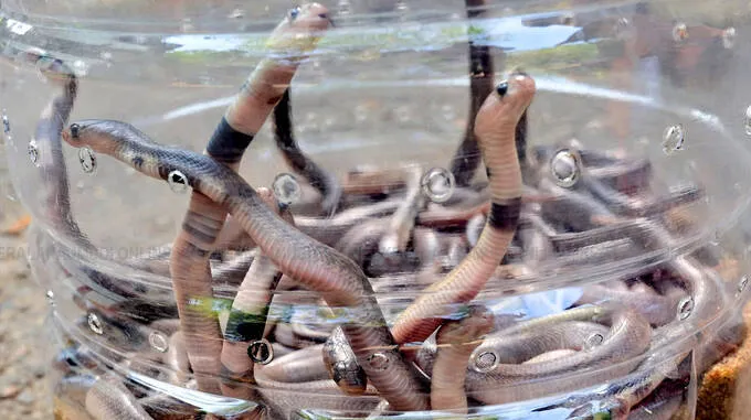 snake