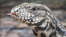 argentine-black-and-white-tegu-becoming-a-threat-for-other-species