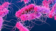 shigella