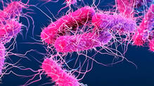 shigella-death