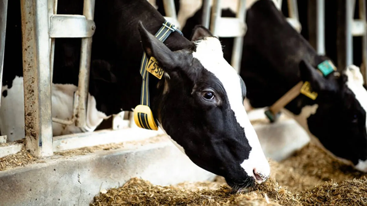 cows