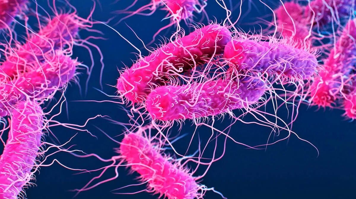 shigella