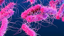 shigella