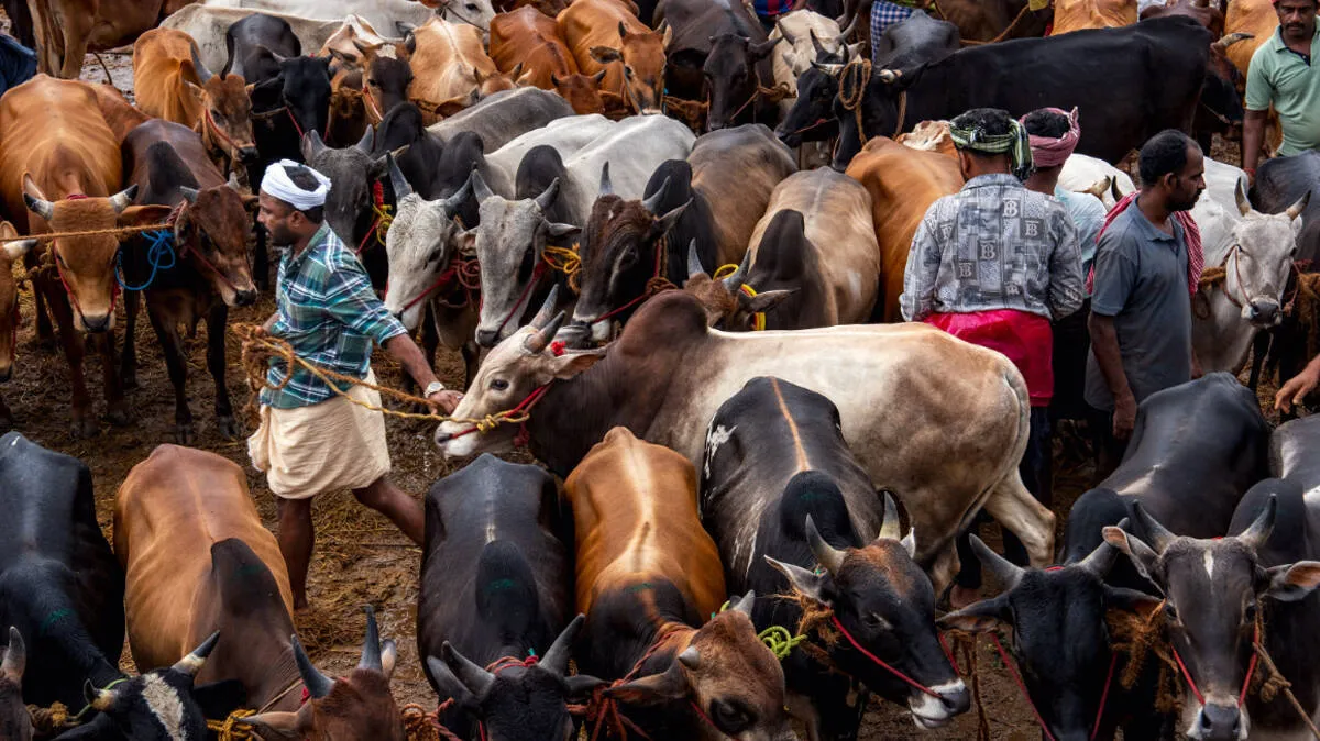 beef-price-