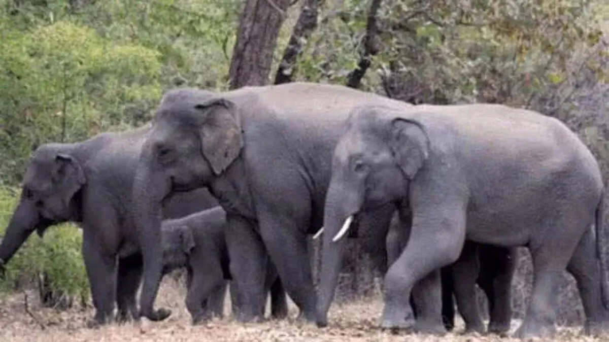 wild-tusker