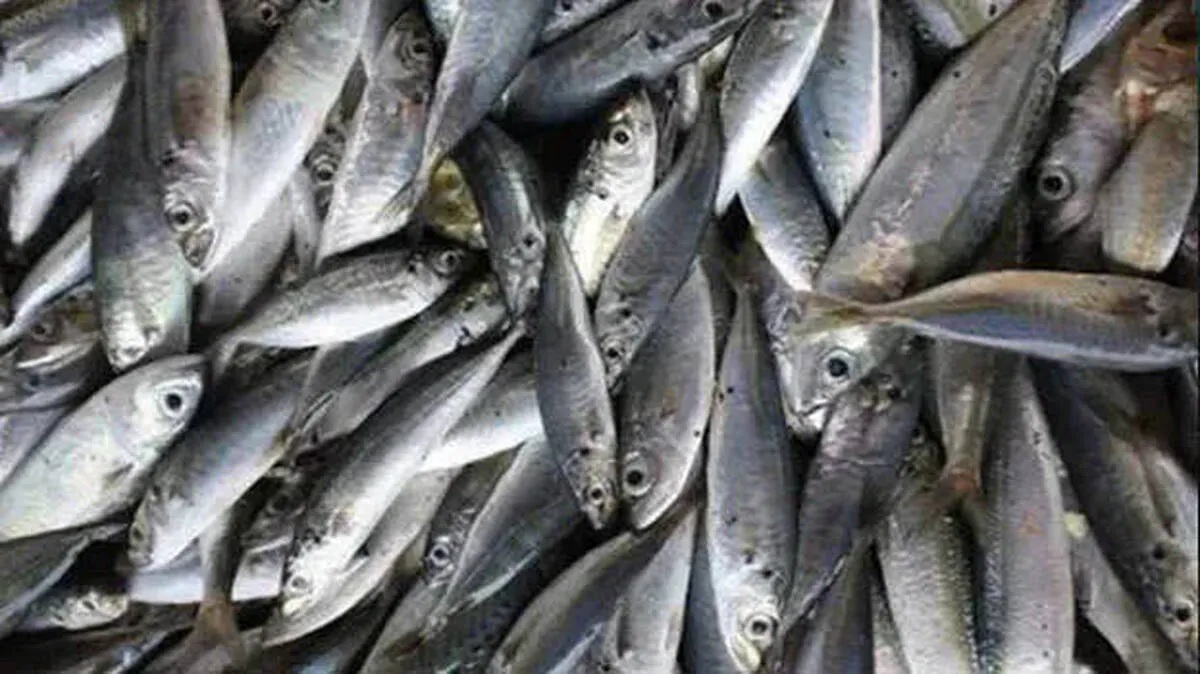 fishes