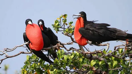 frigate-bird.1.3886799