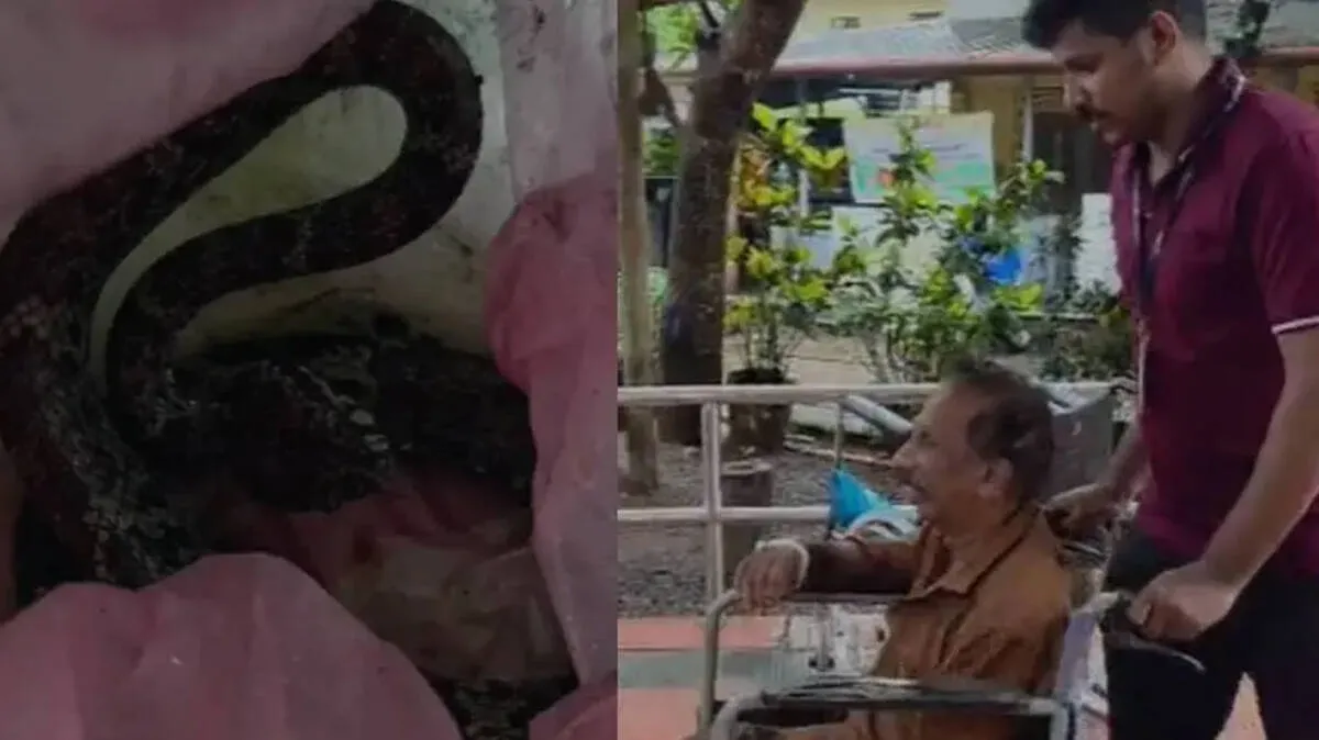 snake-bite