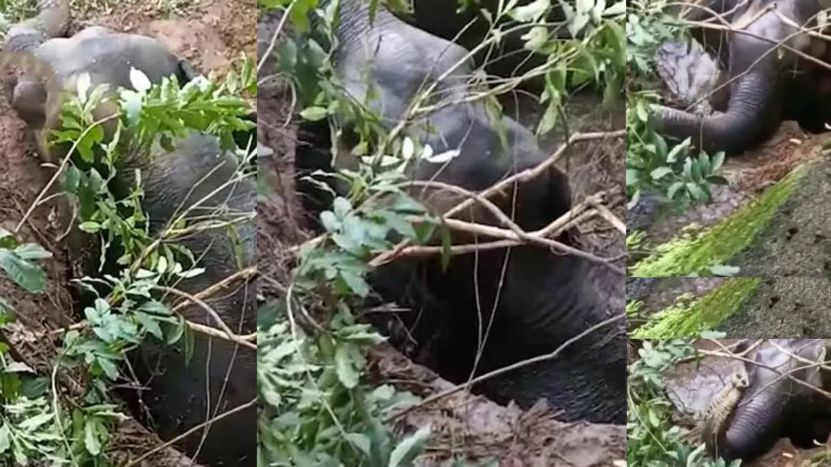 wild-elephant