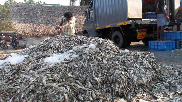 fishes- fishes-