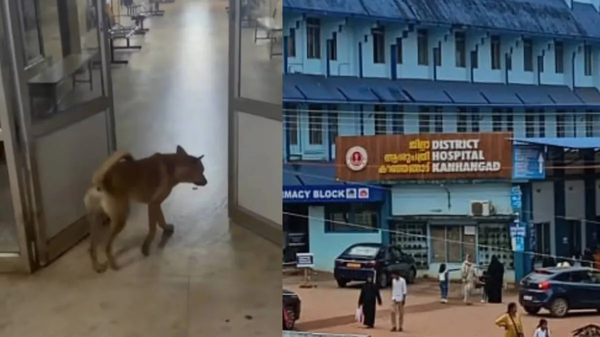 stray-dog