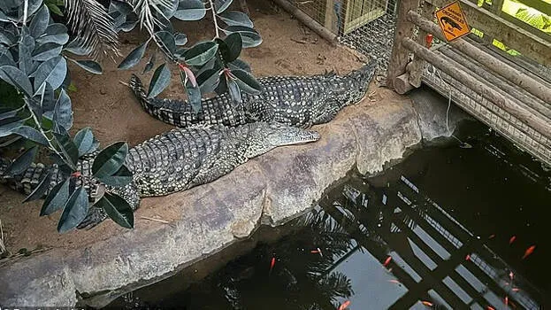 crocodile