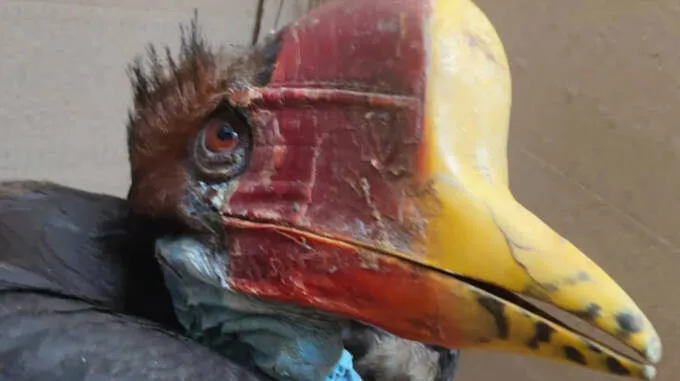 hornbill