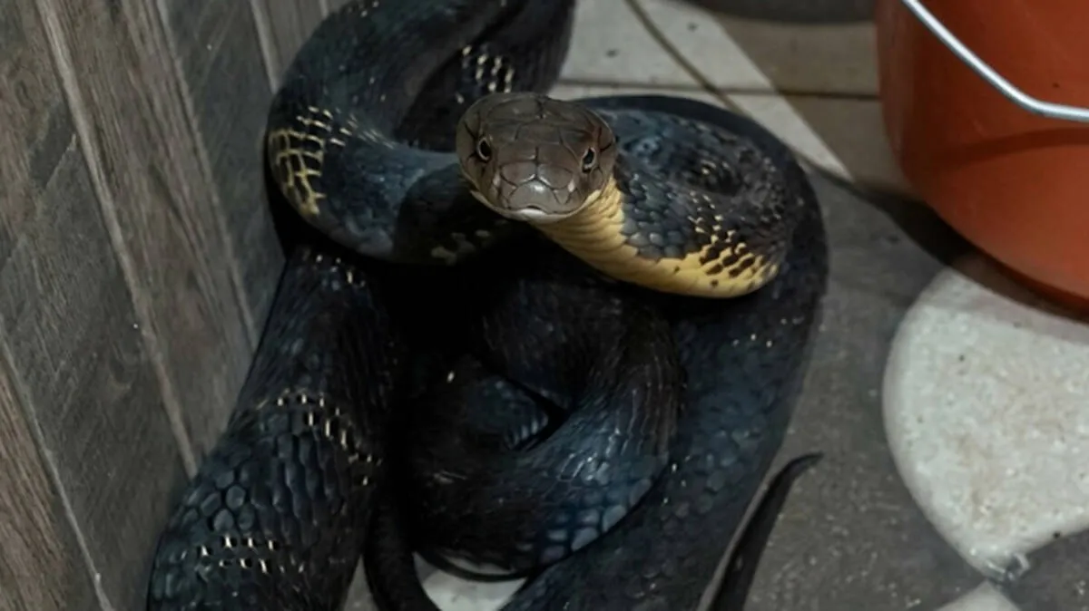 king-cobra