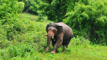wild-elephant-attack-in-athirappilly-vallakadavu