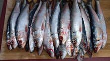 no-one-wants-aila-and-sardines-demand-is-more-towards-another