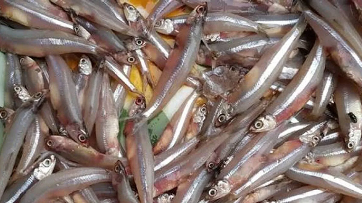 anchovies anchovies