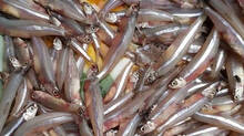 anchovies-fish-in-plenty-at-harbour