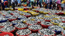anchovies-fish-in-plenty-at-harbour