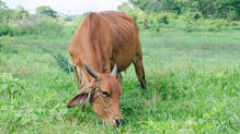 cow