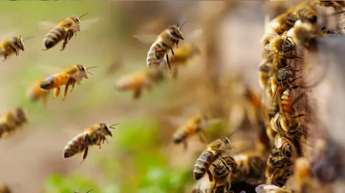 bee