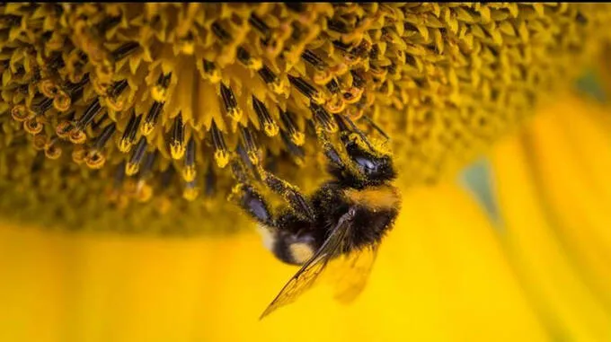 bee