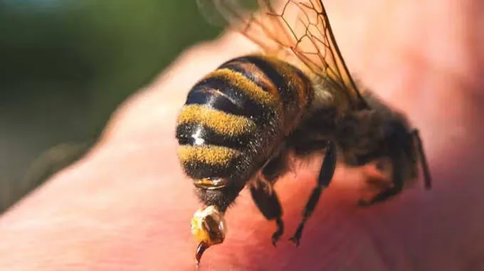 bee