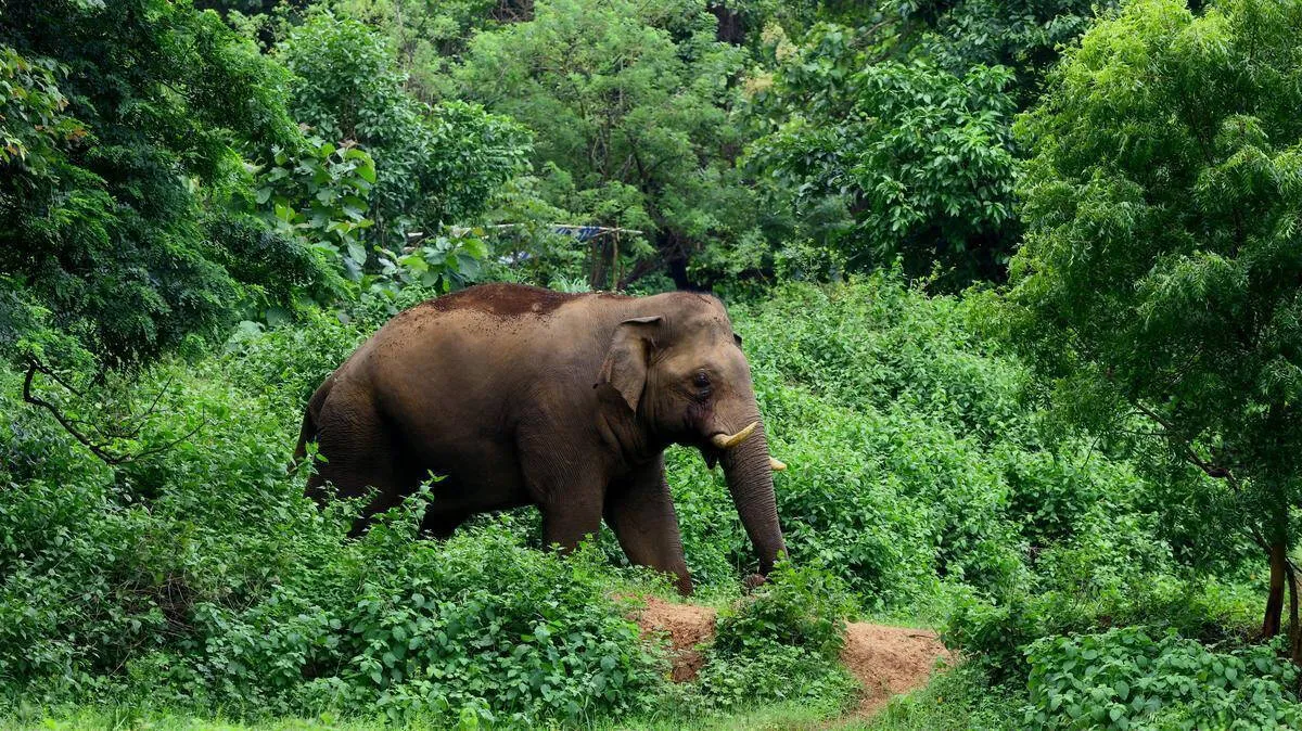 elephant