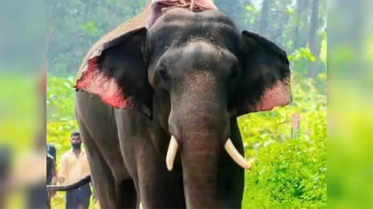 konni-surendran