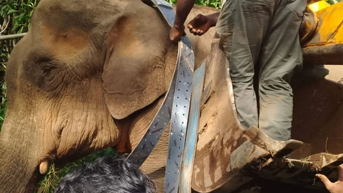 elephant