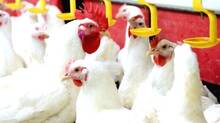 chicken