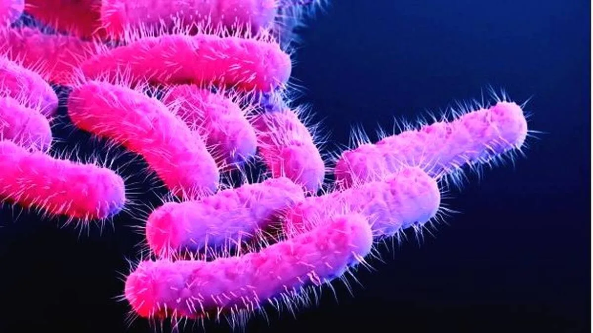 shigella