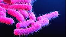 shigella