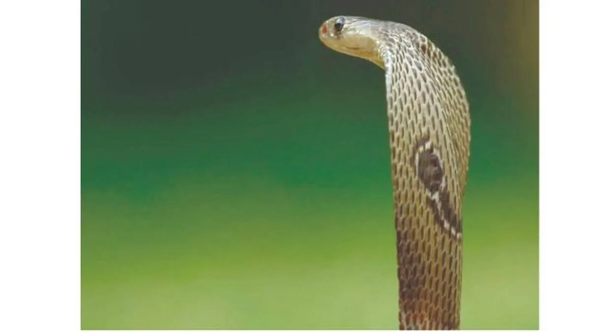 cobra