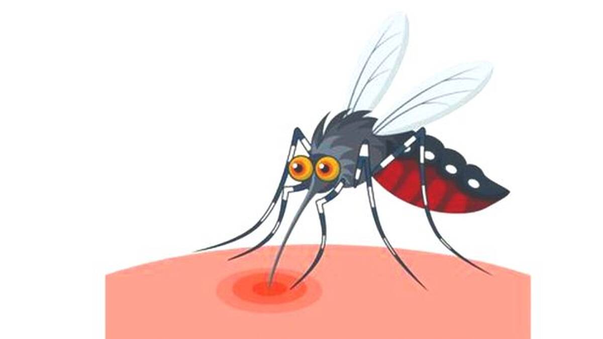 mosquito