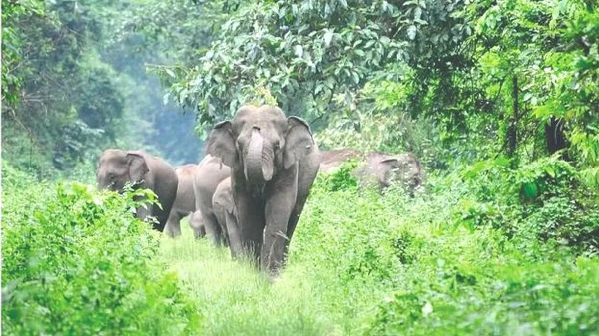 elephant