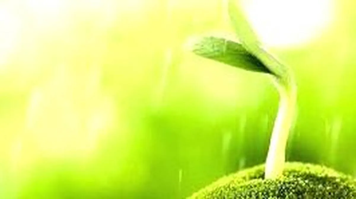 plant